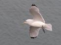Kittiwake (Rissa tridactyla).jpg